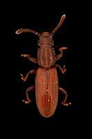 Image result for Orthochilus walleri