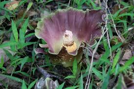 Image result for Stylochaeton borumensis