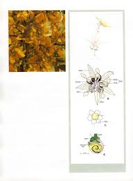 Image result for Aster milanjianus