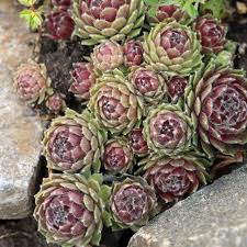 How To Propagate Hens And Chicks Hunker Hens And Chicks Succulent Landscaping Succulent Display