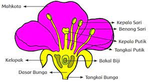Kedai bunga sempurna, kuching, malaysia. Pengertian Bunga Sempurna Dan Tidak Lengkap Ilmu Pertanian