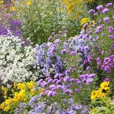 The Best Continuous Flowerers For Endlessly Beautiful Herbaceous Beds Colorful Varieties Of Aste In 2020 Flowers Perennials Best Perennials Long Blooming Perennials