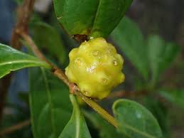 Image result for Morinda asteroscepa