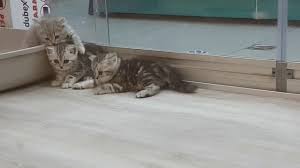 Minik Sevimli Yavru Kediler Satin Almayalim Sahiplenelim 2020 Kedi Yavru Kediler Youtube