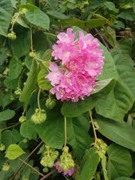 Image result for Dombeya acutangula