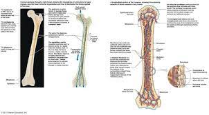 Long Bone Internal Structure Human Anatomy Body Human Bones Anatomy Skeletal System Anatomy Skeletal System Anatomy Bones