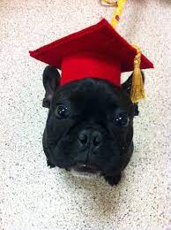 Pin On Doggie Graduation Ideas