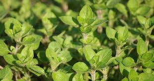The leaves possess both strong aroma and taste. How To Plant And Grow Oregano Gardener S Path