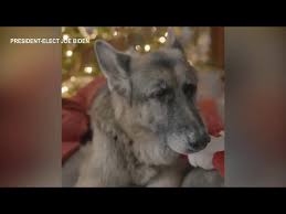 Joe biden's christmas is going to the dogs. President Elect Biden Shares Christmas Video From Dogs Champ And Major Kion546