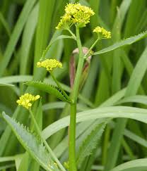 Image result for Rorippa