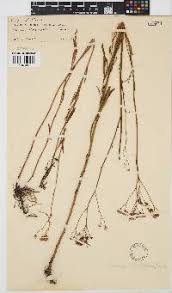 Image result for Senecio strictifolius