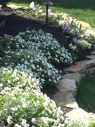 Set of 50 flower seed packets! 25 Candytuft Ideas Plants Perennials Planting Flowers