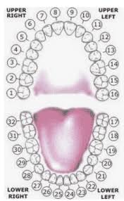 All the way round to the second molar in the upper left quadrant which becomes j. Teeth Numbers South Bay Dentistry Orthodontics