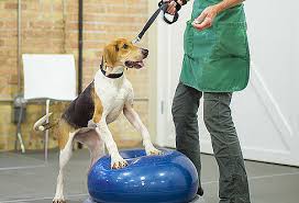 This class is for puppies 8 months and under. Dog Training Classes Paws Chicago