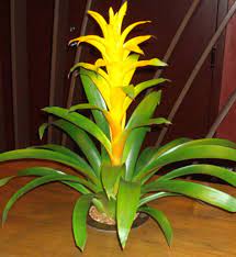 This Is A Yellow Bromeliad Plant See Our Entire Selection At Www Starflor Com To Purchase Any Of Our Floral Selections A Plants Bromeliads Planting Flowers