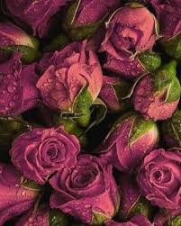 100 Beautiful Flower Iphone Wallpaper Ideas Flower Iphone Wallpapers Iphone Flower Wallpaper 1080p Iphone 7 Flower W Flowers Beautiful Flowers Garden Plants