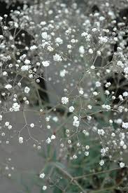Perfecta Baby S Breath Gypsophila Paniculata Perfecta At Allisonville Nursery Babys Breath Low Water Gardening Babys Breath Flowers
