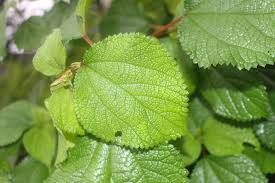 Image result for Boehmeria macrophylla