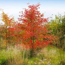 Check spelling or type a new query. Autumn Brilliance Serviceberry Trees For Sale Fastgrowingtrees Com