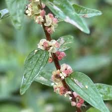 Image result for Pouzolzia