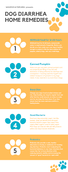 5 Dog Diarrhea Home Remedies Dog Diarrhea Remedy Diarrhea Remedies Bland Diet For Dogs