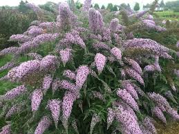 Pin On Gardening