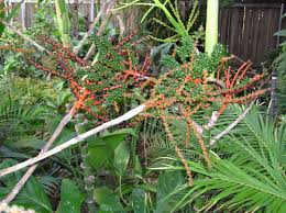 Image result for Chamaedorea oblongata