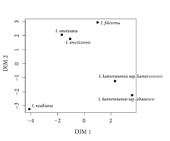 Image result for Impatiens erecticornis
