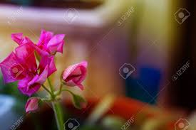 Check spelling or type a new query. Little Pink Flowers Small Pink Flowers Geranium Flower Blossoming Pink Flower On The Windowsill Indoor Plants Stock Photo Picture And Royalty Free Image Image 55419923