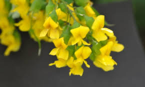 Image result for Cola greenwayi