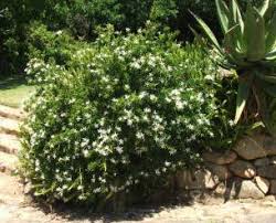 Image result for Turraea robusta