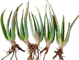 Image result for Aloe barendii