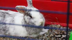 Maybe you would like to learn more about one of these? Best Indoor Rabbit Hutches Eight Handy Hideaways For Your Rabbit Petsradar