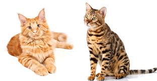 Try finding the one that is right for you by choosing the price range, brand, or specifications that meet your needs. Bengal Maine Coon Mix