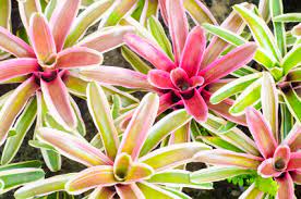 Check spelling or type a new query. The Best Locations To Grow Bromeliads Bromeliads Info