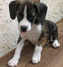 Mixed canines are often created using the rat or boston terrier to create a miniature dog with a long telltale body of the beagle. Beagle Boston Terrier Mix Puppies Pets Lovers