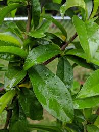 We did not find results for: Help Identifying Cause Of Yellowing Fruit Tree Leaves Gardening Landscaping Stack Exchange