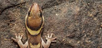 Image result for Pycnostachys orthodonta