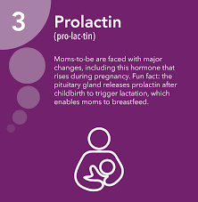 prolactin hormone health network