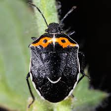 Image result for Canthium bugoyense