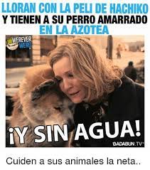 Pin De Gero Campos En Perro Sin Pelo Peruano Perro Sin Pelo Perros Animales