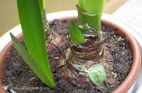How To Rebloom Your Amaryllis Plants Amaryllis Plant Amaryllis Flowers Plants