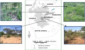 Image result for Schmidtia pappophoroides