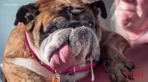 You'll see all clips appropriating your taste. Ugliest Dogs Of All Time Only An Owner Could Love These Faces