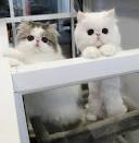 15 Best Adorable Names for Persian Cats