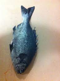 Buff Bream Fishing Fishwrecked Com Fishing Wa Fishing Photos Videos