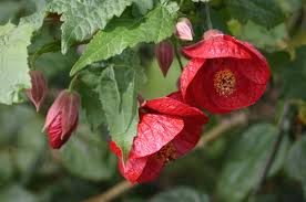 Image result for Abutilon angulatum