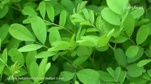 Image result for Indigofera emarginella