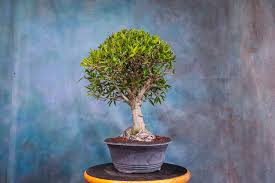 Image result for Boscia filipes