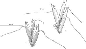 Image result for Urochloa semiundulata